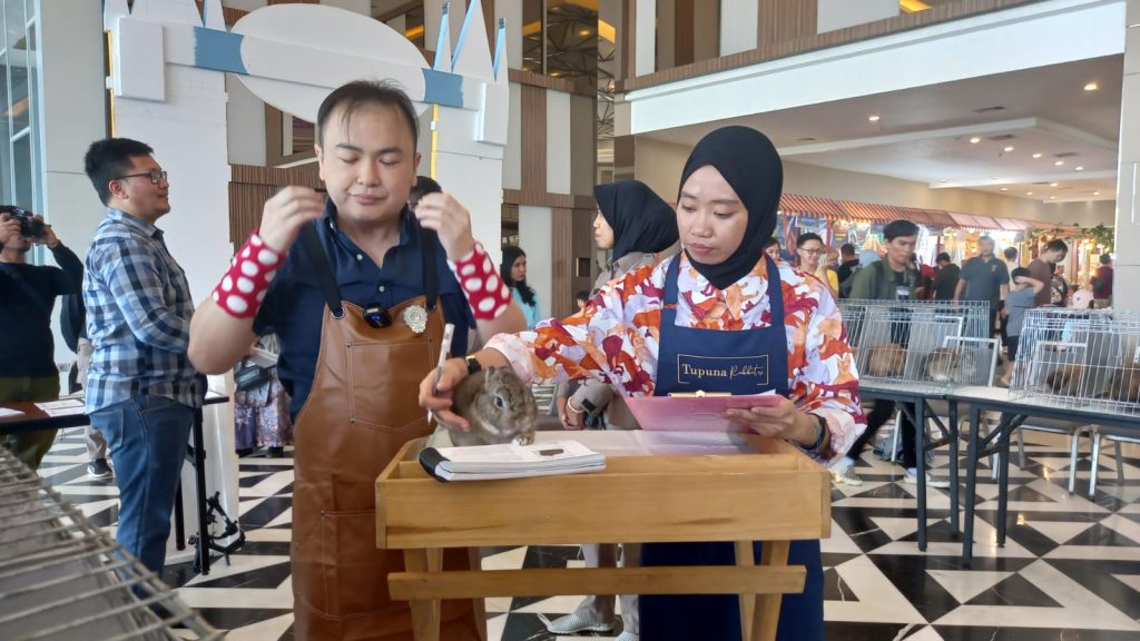 Kelinci Rp15 juta Ikuti Kontestasi Rabbit Show di Kota Makassar