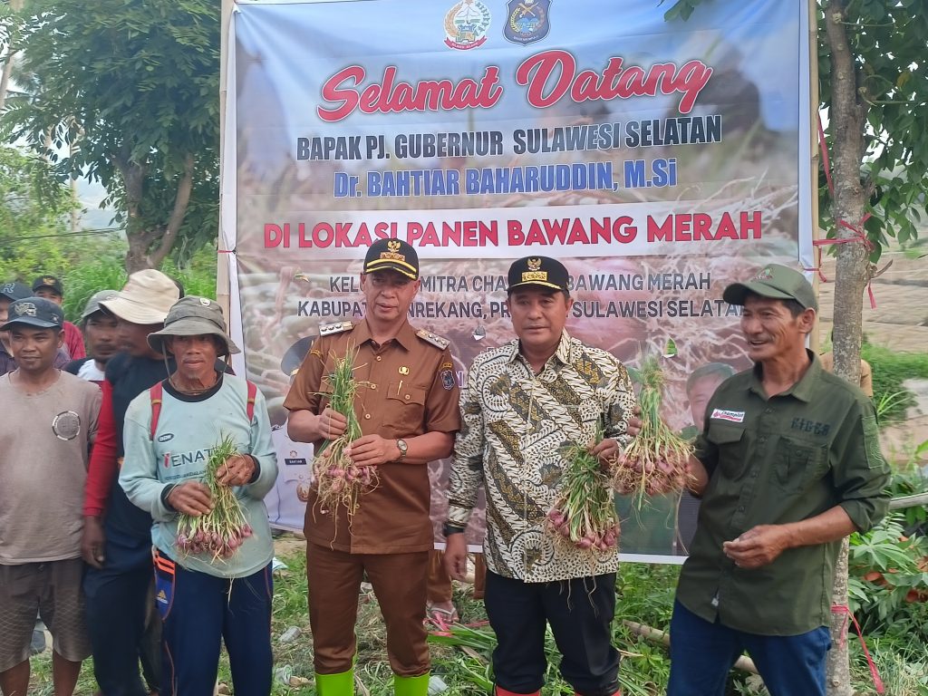Pj Gubernur Bahtiar Penen Bawang Merah di Enrekang