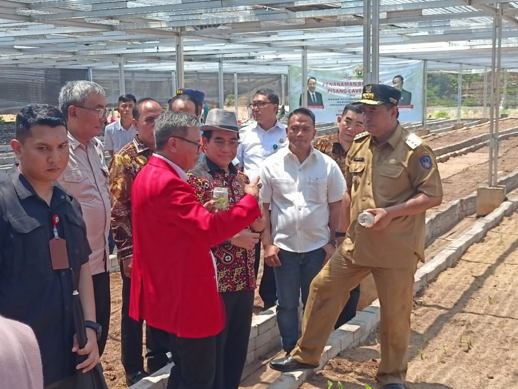 Pemprov Sulsel Gandeng Unhas Kembangkan Pembibitan Pisang Cavendis