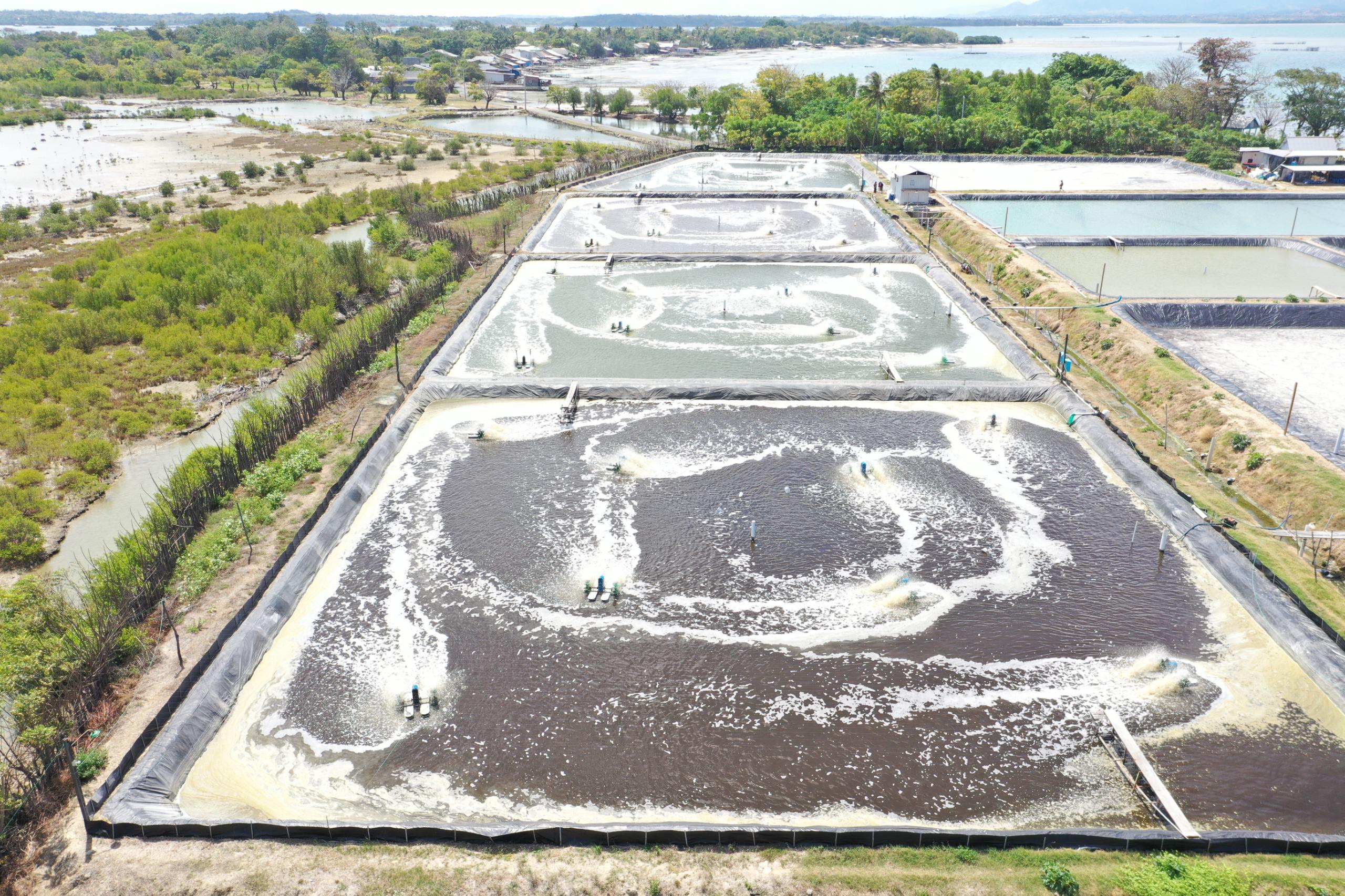  Program EA PLN Mampu Menggenjot Peningkatan Budidaya Udang Paname