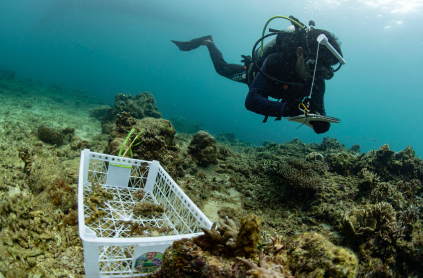  Proses Monitoring ;PT. Vale Tanam 25 Struktur Terumbung Karang Buatan