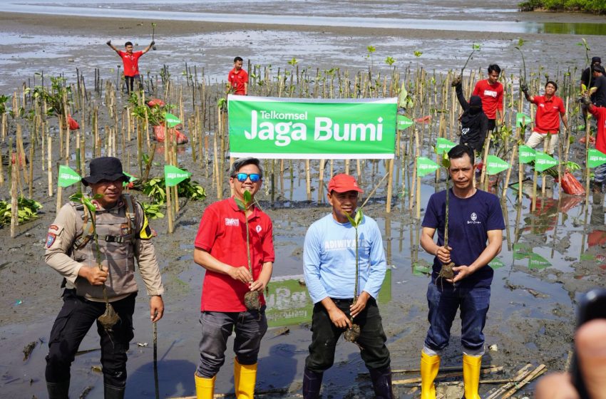  1000 Bibit Mangrove, Telkomsel Tebar di Kab. Pangkajene
